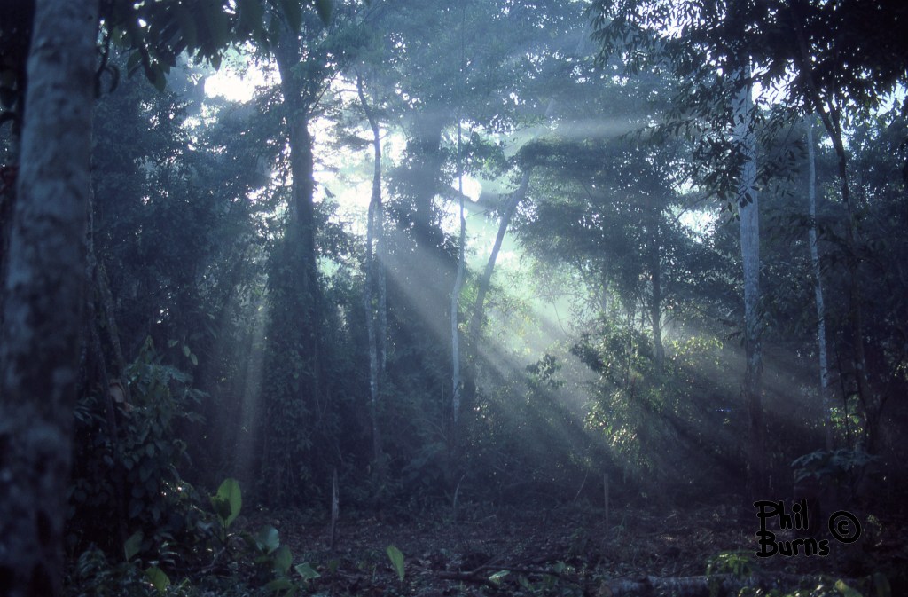 Winged Monster Along The&nbsp;Trail