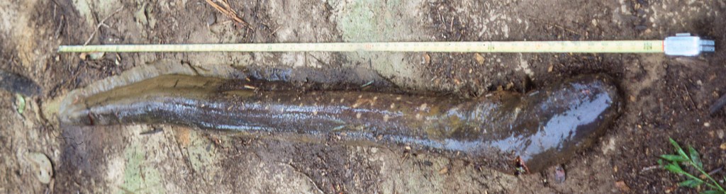 The Day I Walked On Water!&nbsp;Almost!