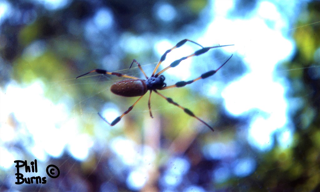 The Road, The Spiders, And&nbsp;Me!