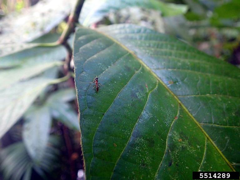 Unholy Tree, Beauty Only Bark&nbsp;Deep